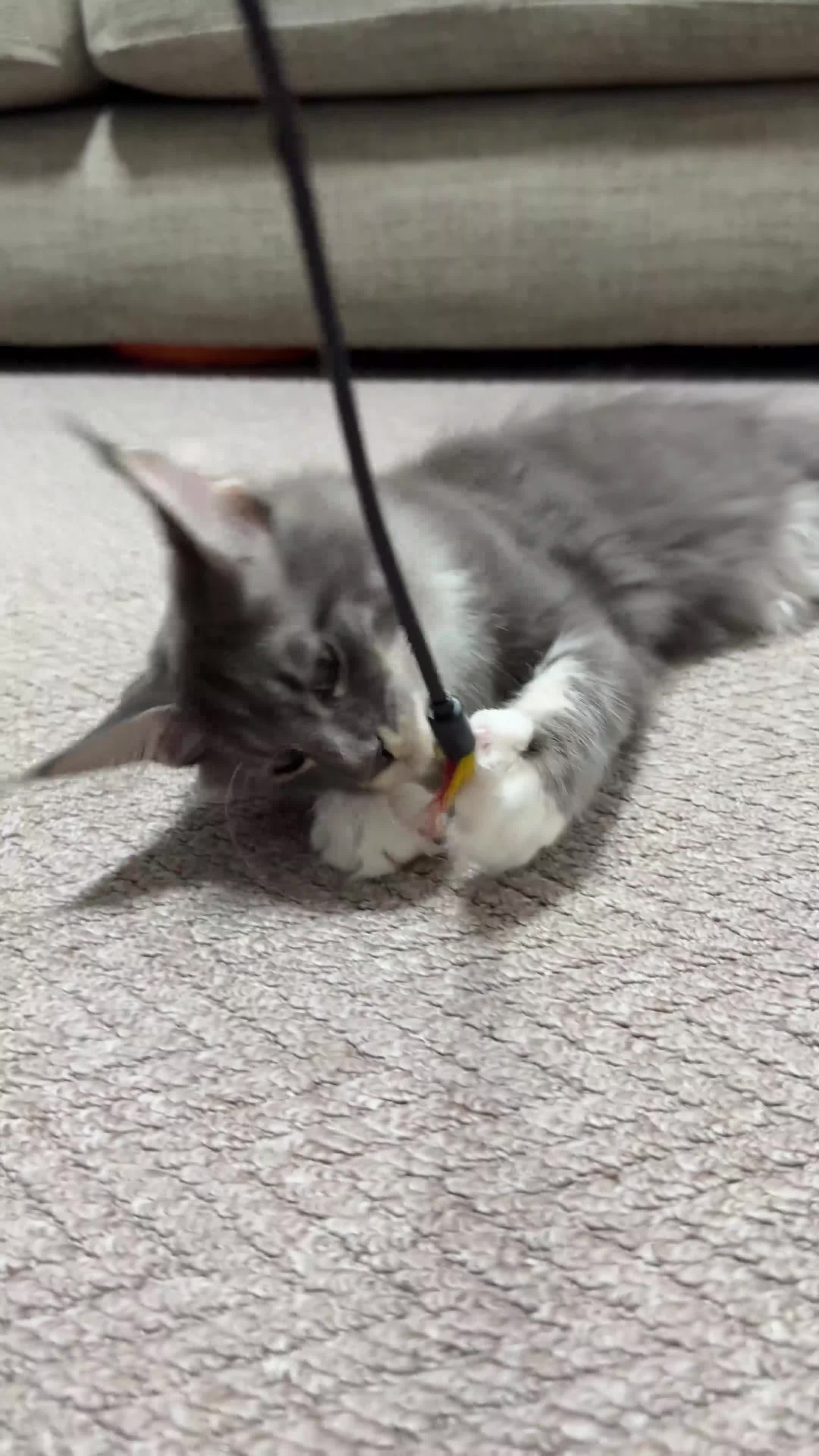 Maine Coon cats for sale: Licensed XXL Maine Coon kittens - Video 2