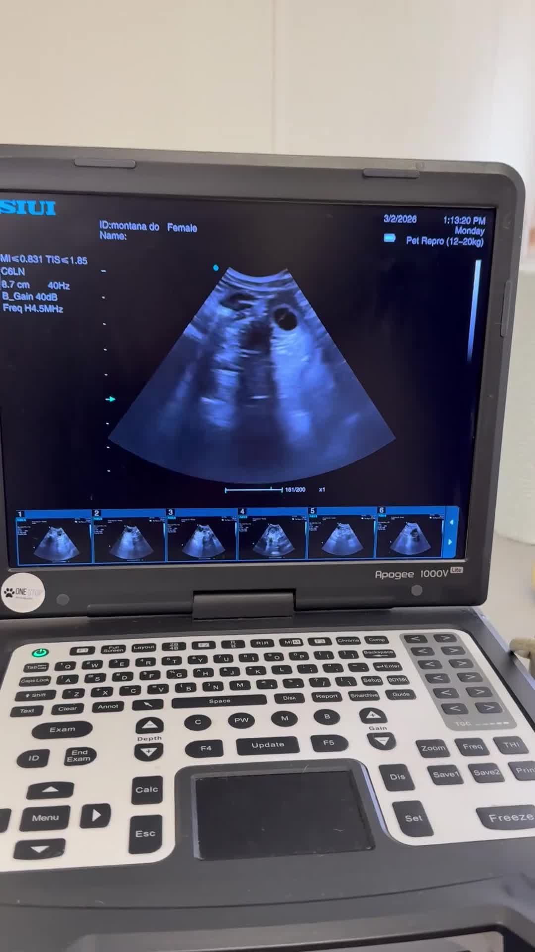 Australian Labradoodle dogs for sale: Australian Double Doodle Puppies – Due April - Video 2