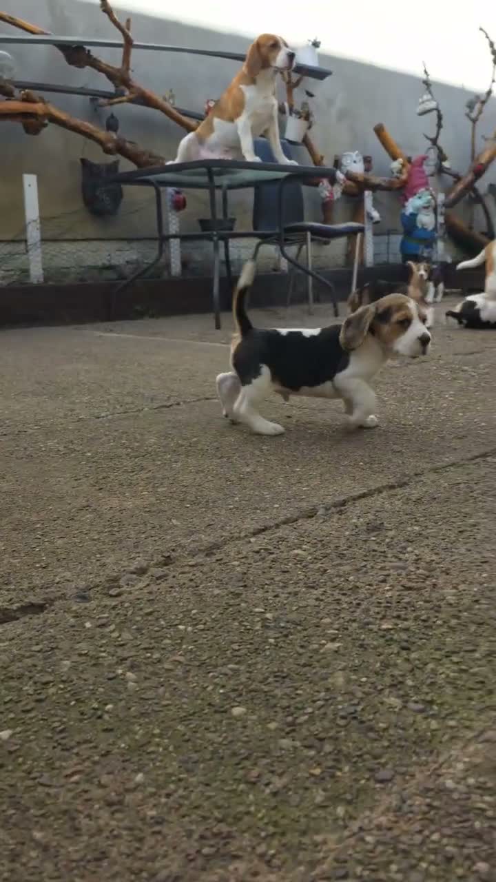 Beagle dogs for sale: 🐾Beautiful Beagle Puppies For Sale!🐶💕 - Video 1