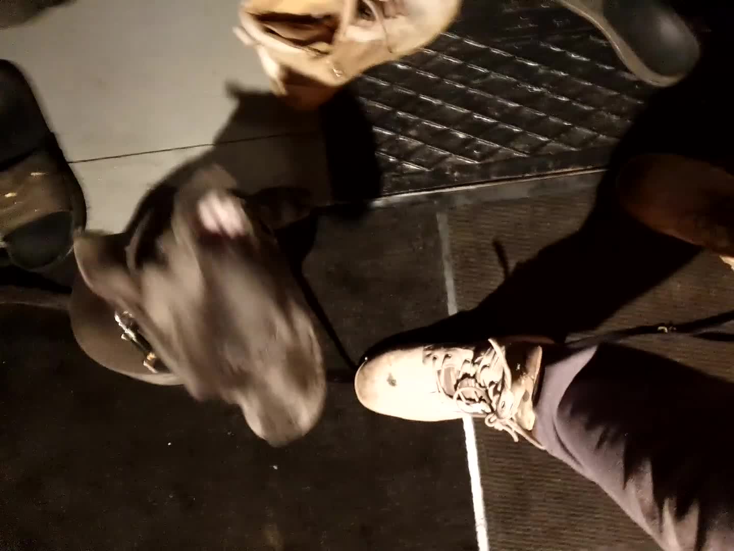 Staffordshire Bull Terrier dogs for sale: blue Staffordshire bull terrier puppy  - Video 3