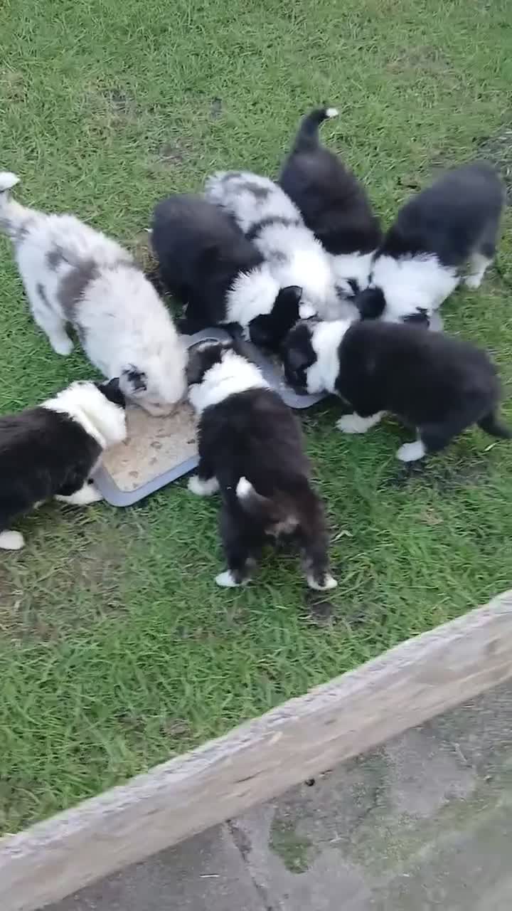 Border Collie dogs for sale: BORDER COLLIE PUPS - Video 2