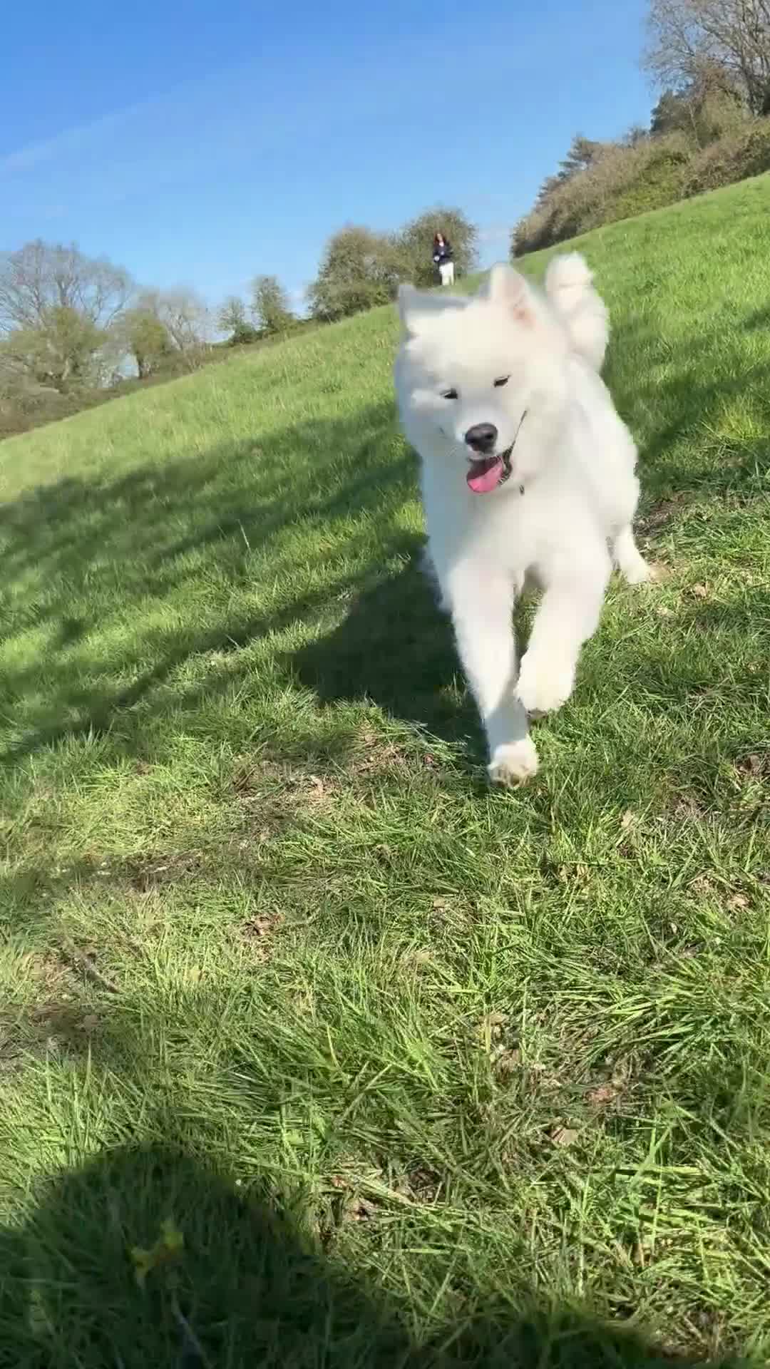Samoyed dogs for sale: 🐾 Beautiful Samoyed Puppies Available 🐾 - Video 1