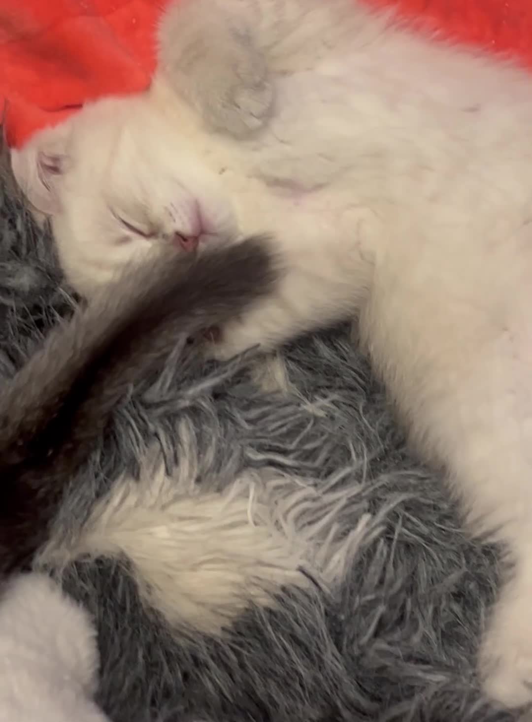 Scottish Fold cats for sale: Scottish Fold  kittens ❤️READY TO LEAVE ❤️ - Video 4