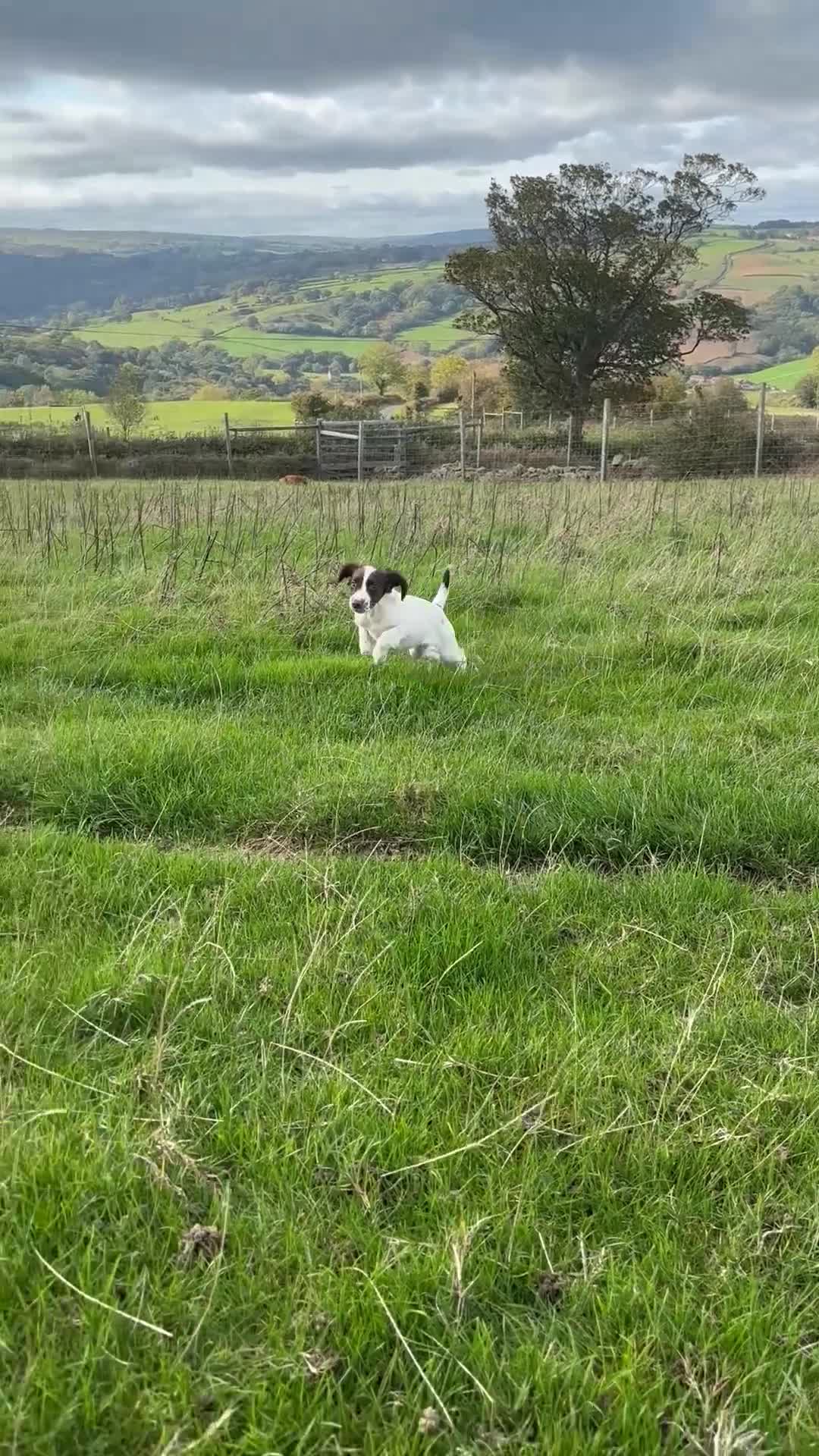 English Springer Spaniel dogs for sale: Stunning KC registered Springer Spaniel Girl  - Video 2