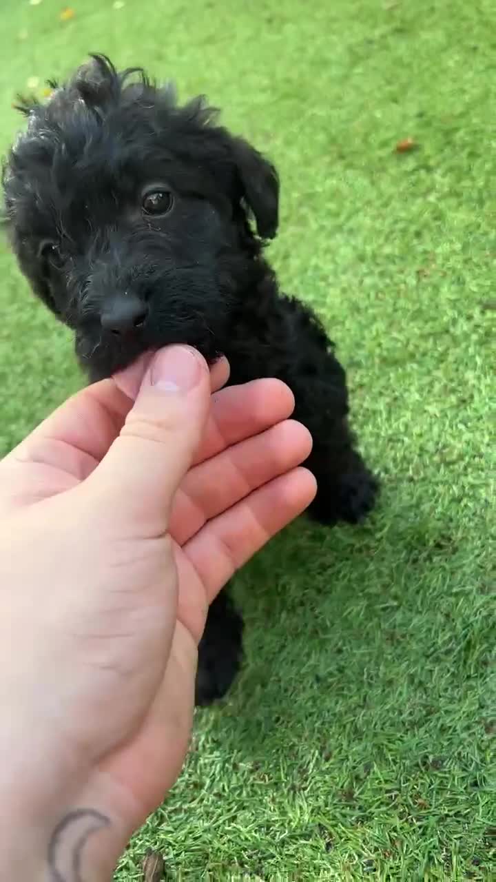 Labradoodle dogs for sale: Ready to go! gorgeous Teddy-Labradoodles - Video 3