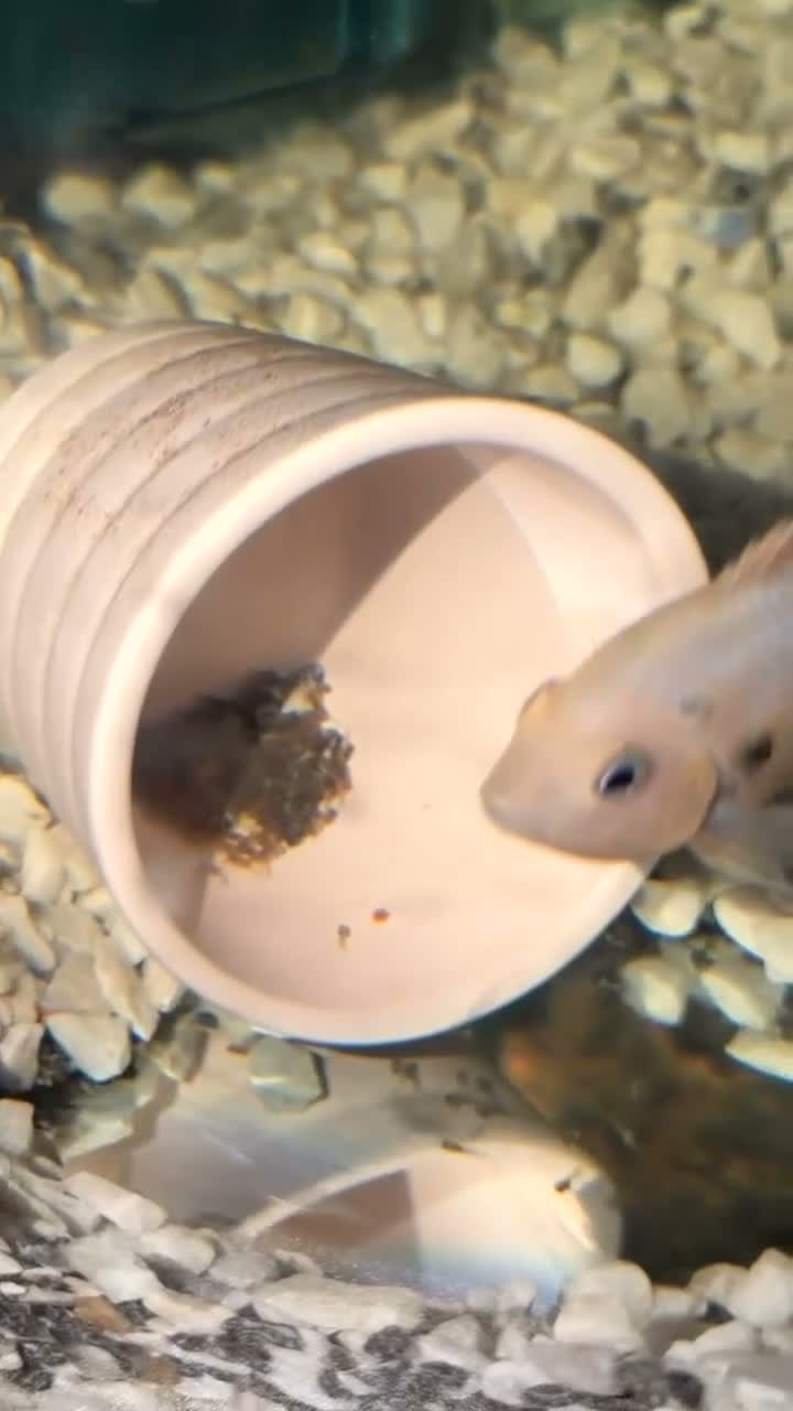 Cichlids fish for sale: Marble Convicts Juvenile  in Leatherhead - Video 2
