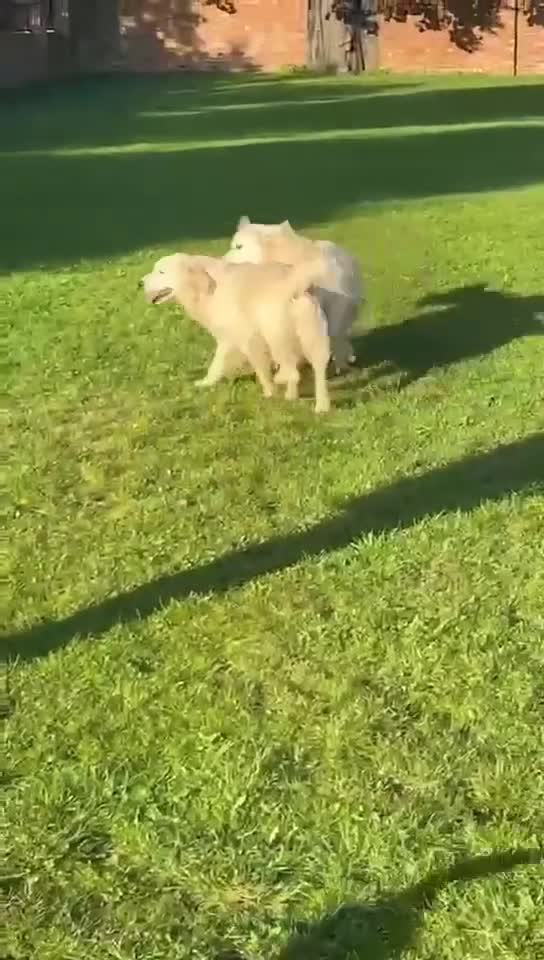 Golden Retriever dogs for sale: Old English cream golden retrievers  - Video 1