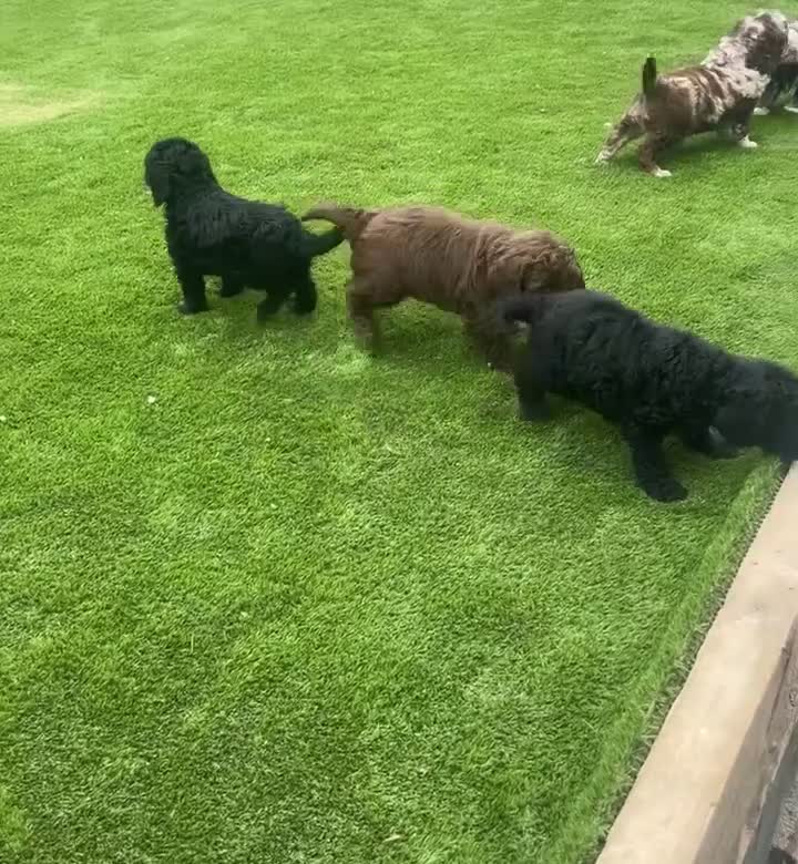 Sproodle dogs for sale: STUNNING F2 MERLE SPROODLES - Video 1