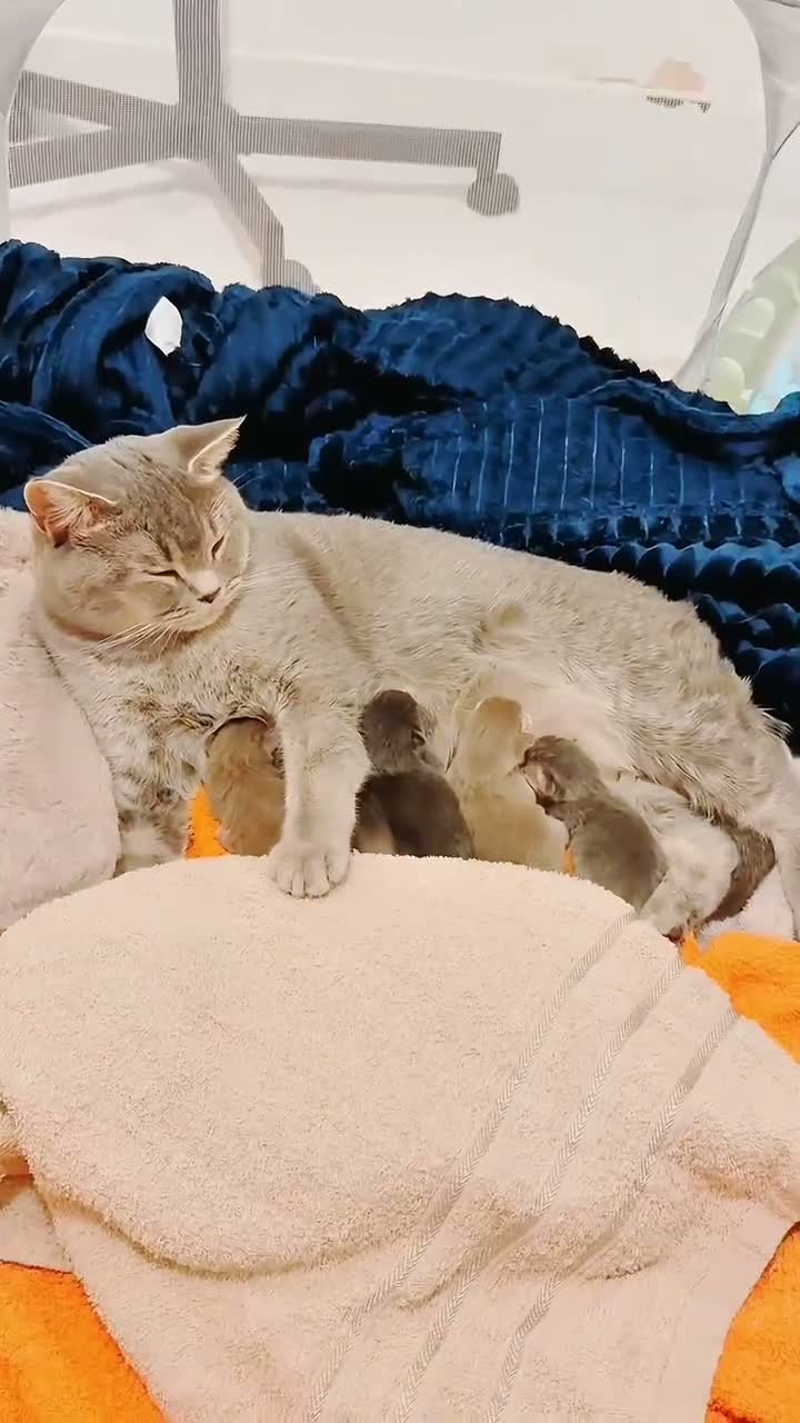 British Shorthair cats for sale: 5 Teddy gorgeous blue British shorthair  in London - Video 1