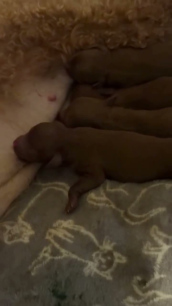 Toy Poodle dogs for sale: ASIAN TOY POODLES  - Video 2