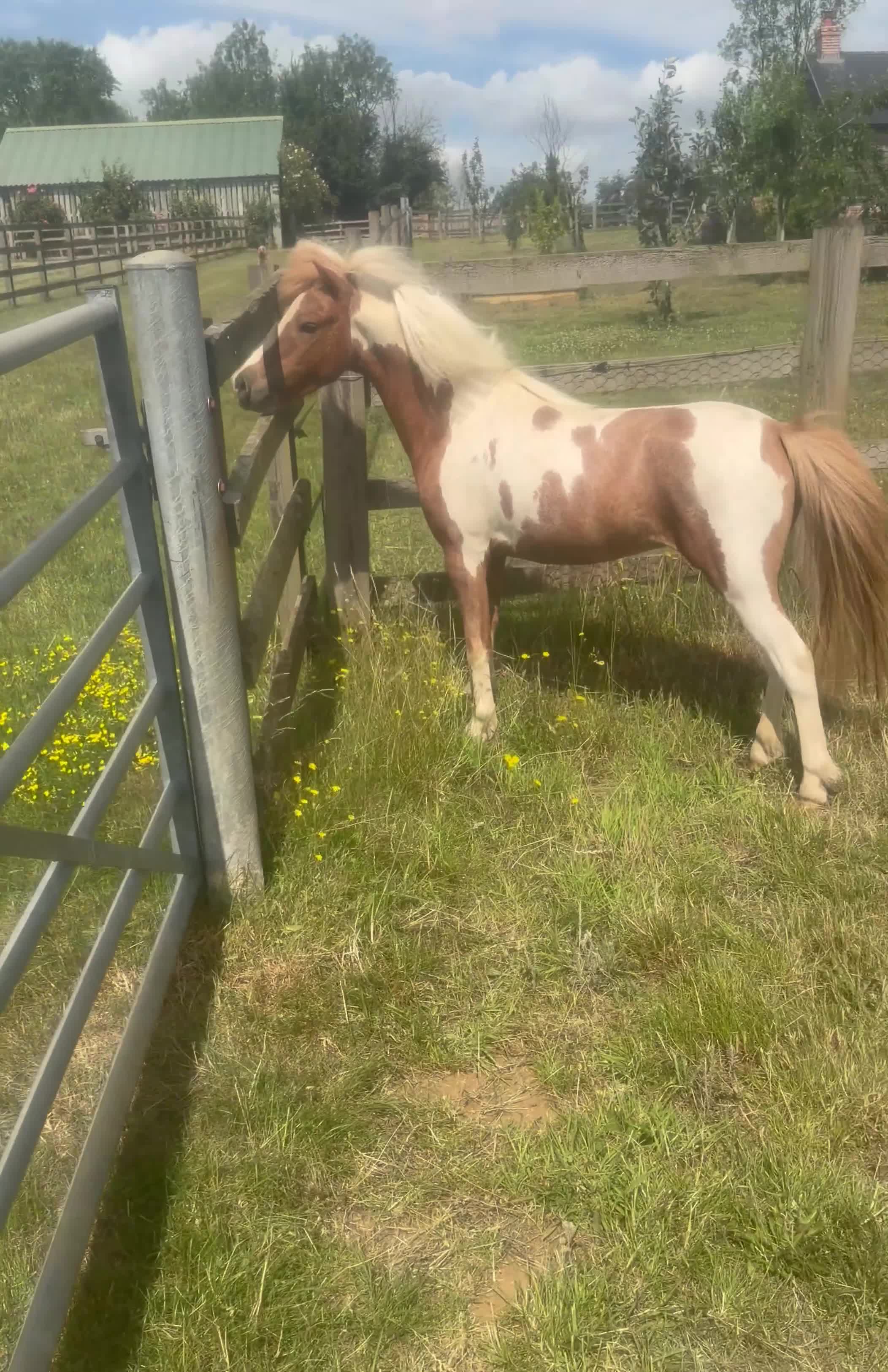 Miniature horses for sale: Gorgeous British Miniature horse  - Video 1