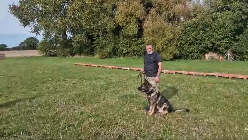 German Shepherd dogs for sale: CZECH DDR WEST GERMAN OLD BLOODLINE KC - Video 3