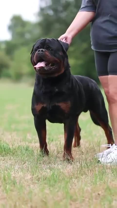 Rottweiler dogs for sale: Huge KC registered/health tested rotties due  in Aylesford - Video 1