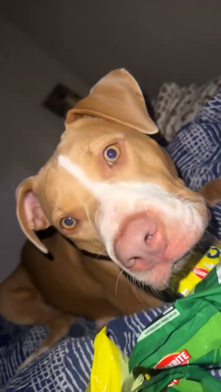 American Bully dogs for sale: This is pip in Gillingham - Video 3