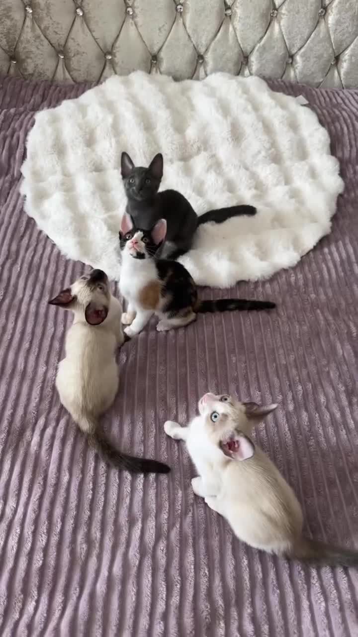 Cornish Rex cats for sale: 🐾 last Girl Left – BSH x Cornish Rex Kitten 🐾 in London - Video 4