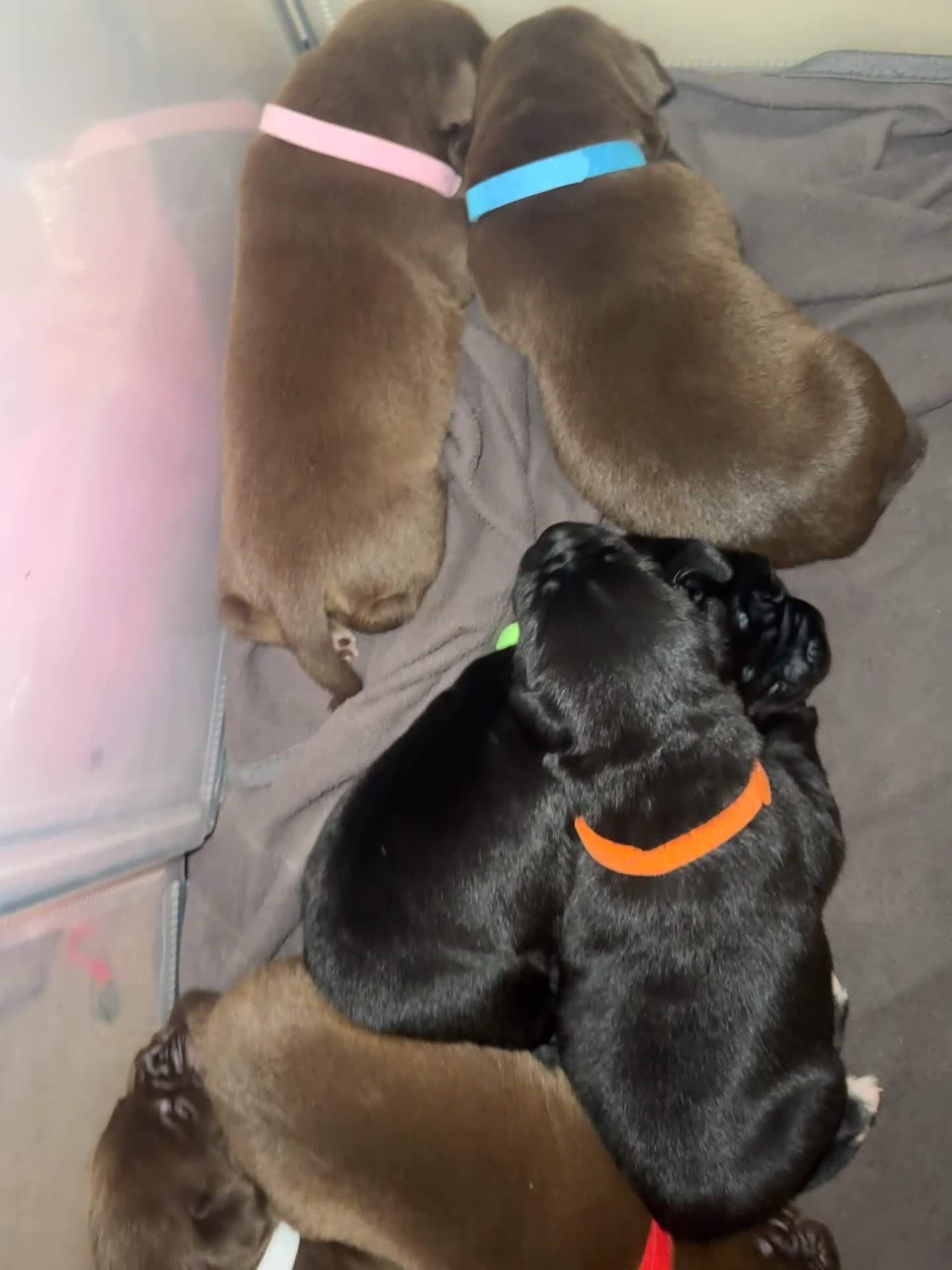 Mixed Breed dogs for sale: Shar Pei cross breed X Labrador Puppies  - Video 1