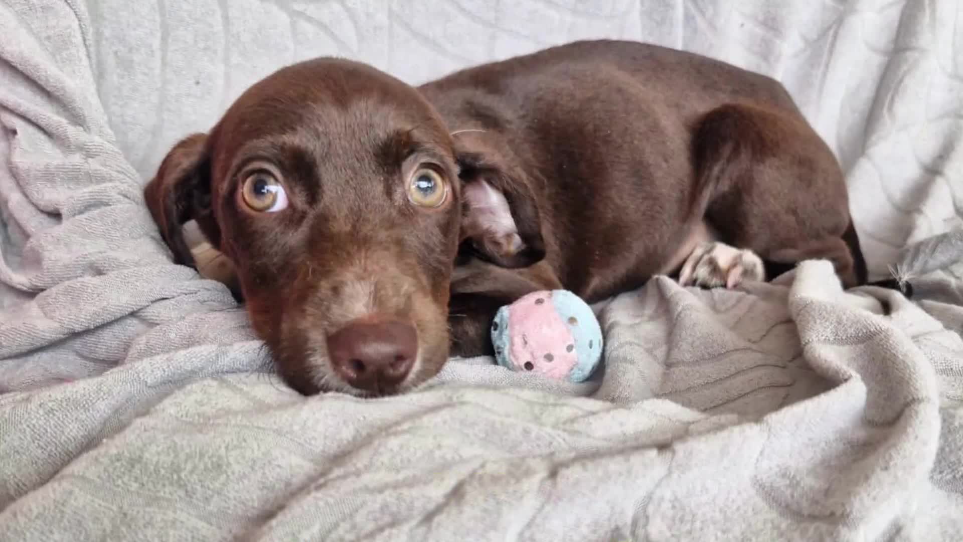 Mixed Breed dogs for adoption: ✨ LUNA IS READY FOR HER FOREVER HOME ✨ in Maidstone - Video 1