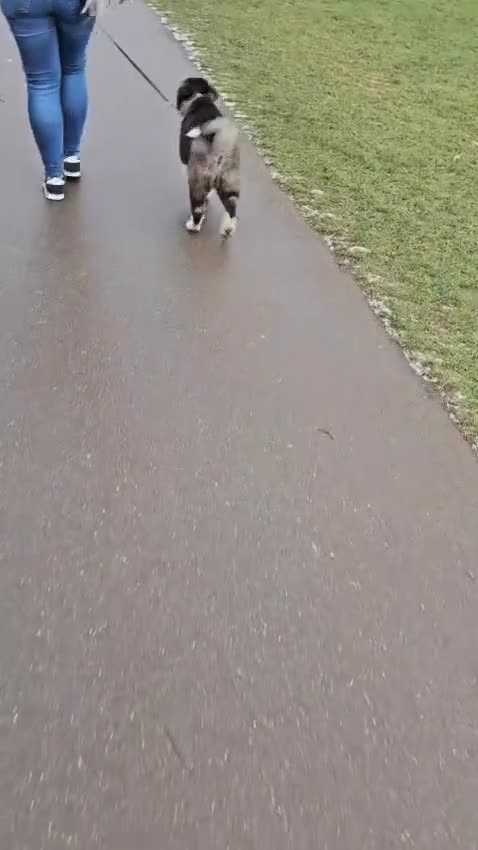 Akita dogs for sale: Akita Female  puppy - Video 2