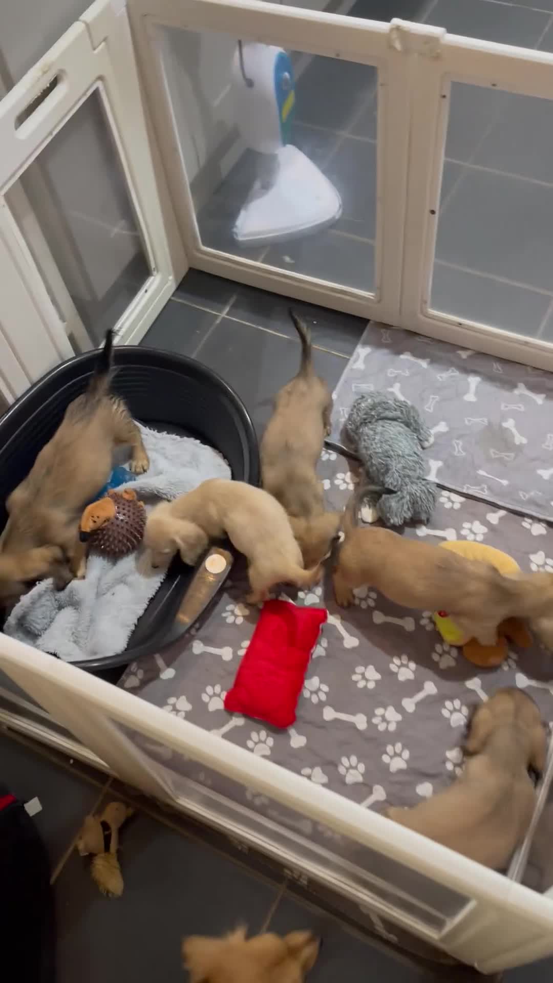 Miniature Dachshund dogs for sale: Quality KC Minature Longhaired Dachshund for sale  - Video 1