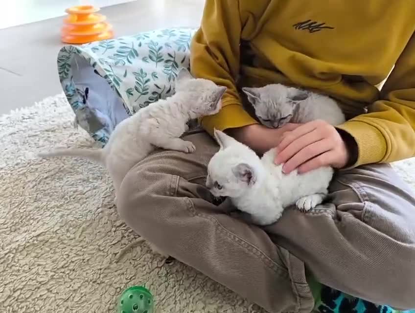 Devon Rex cats for sale: Devon Rex blue point kittens 💙 - Video 3
