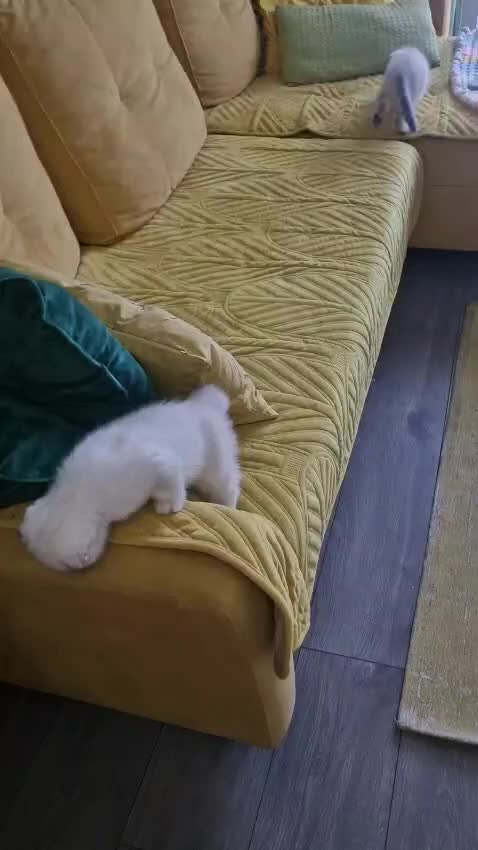 Scottish Fold cats for sale: Scottish Fold Kittens. Vaccinated, Last one left! - Video 4