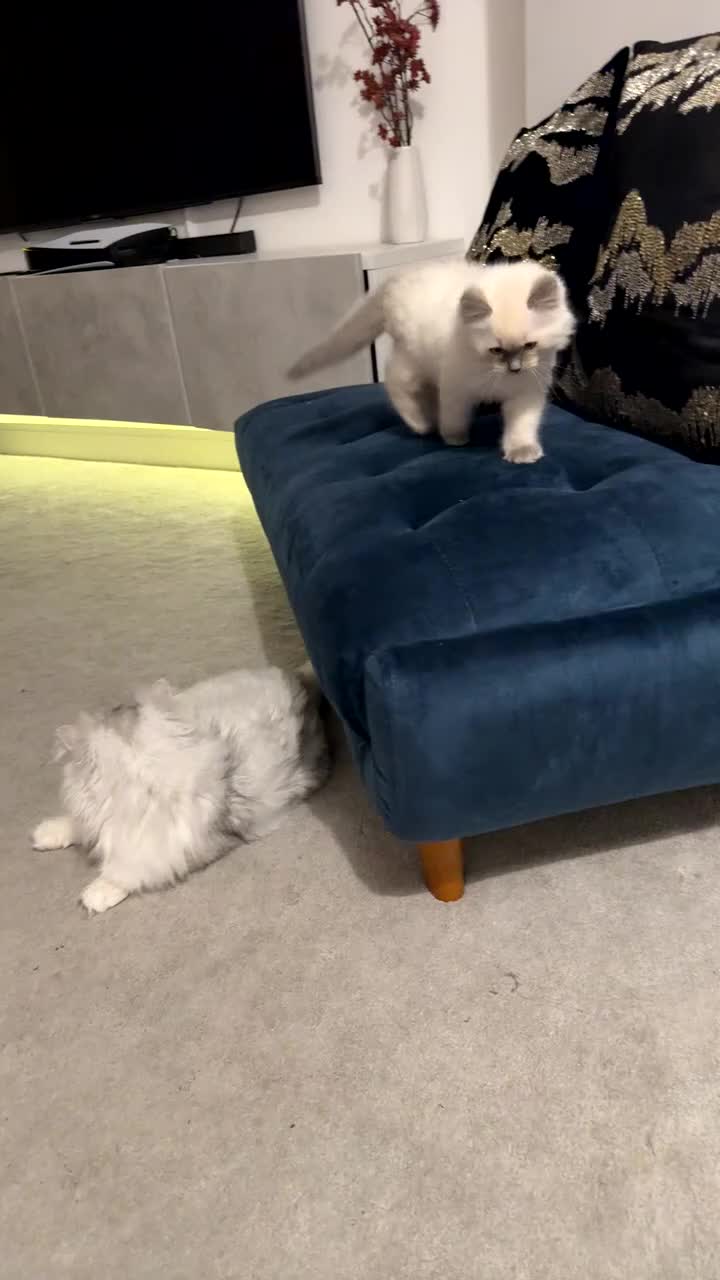 Persian cats for sale: Beautiful Pure Ragdroll Kitten - Video 2