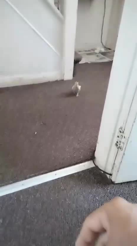 Cockatiels birds for sale: Maggie  in Oldbury - Video 1