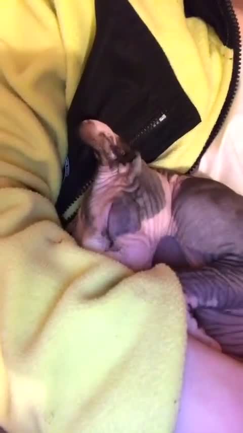 Sphynx cats for sale: RARE Dwelf Odd Eye Patterned Sphynx  - Video 2
