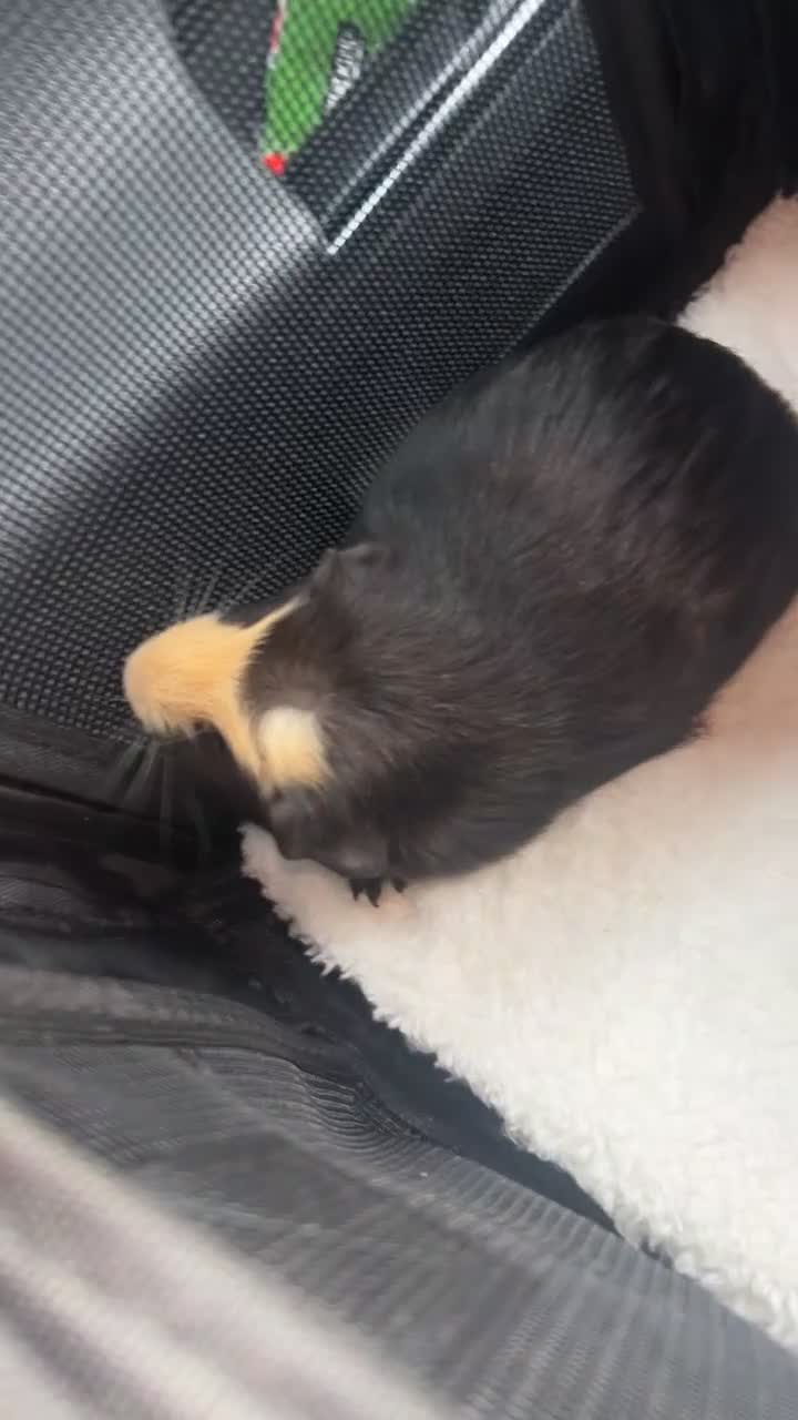 Guinea Pig rodents for sale: 2 female guinea pigs  - Video 3