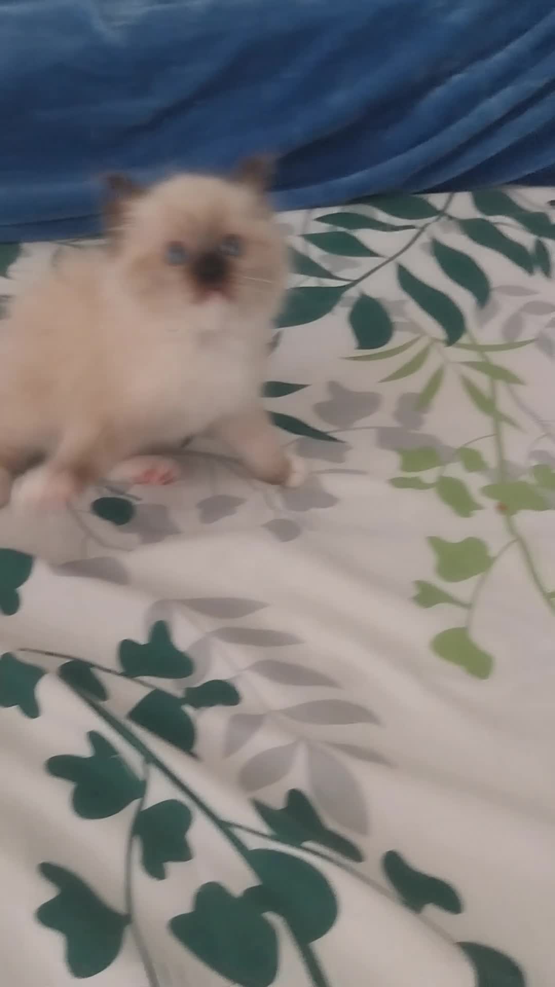 Ragdoll cats for sale: Two gorgeous little rag doll girls .😽😺 - Video 3