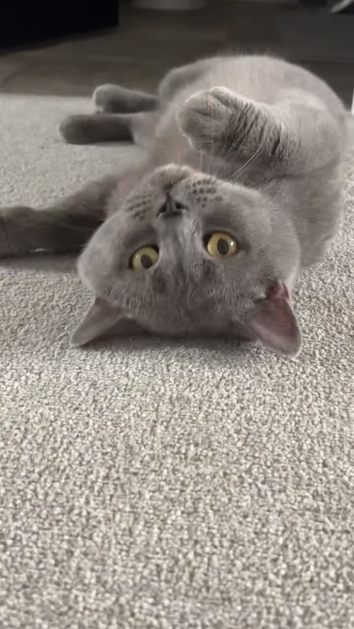 British Shorthair cats for sale: Teddy - Blue British Shorthair / Age 3  - Video 2