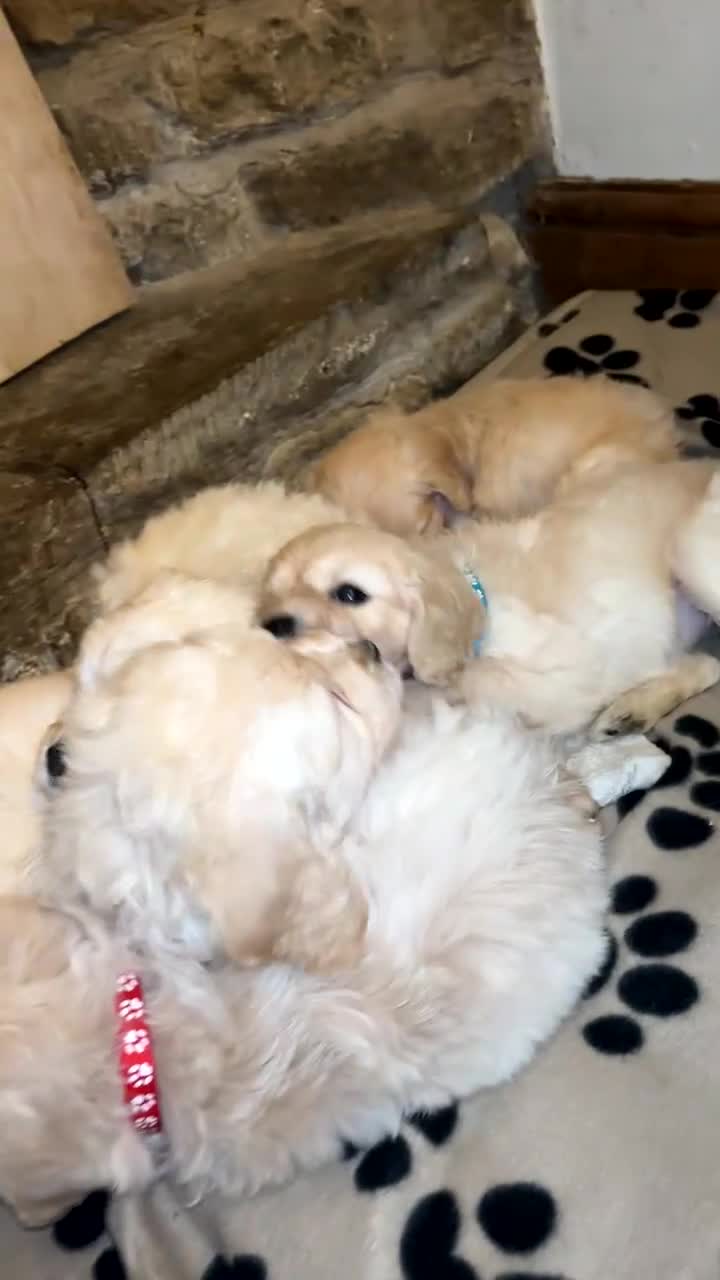 Mini Goldendoodle dogs for sale: 10 beautiful Miniature F1 GoldenDoodle puppies - Video 2