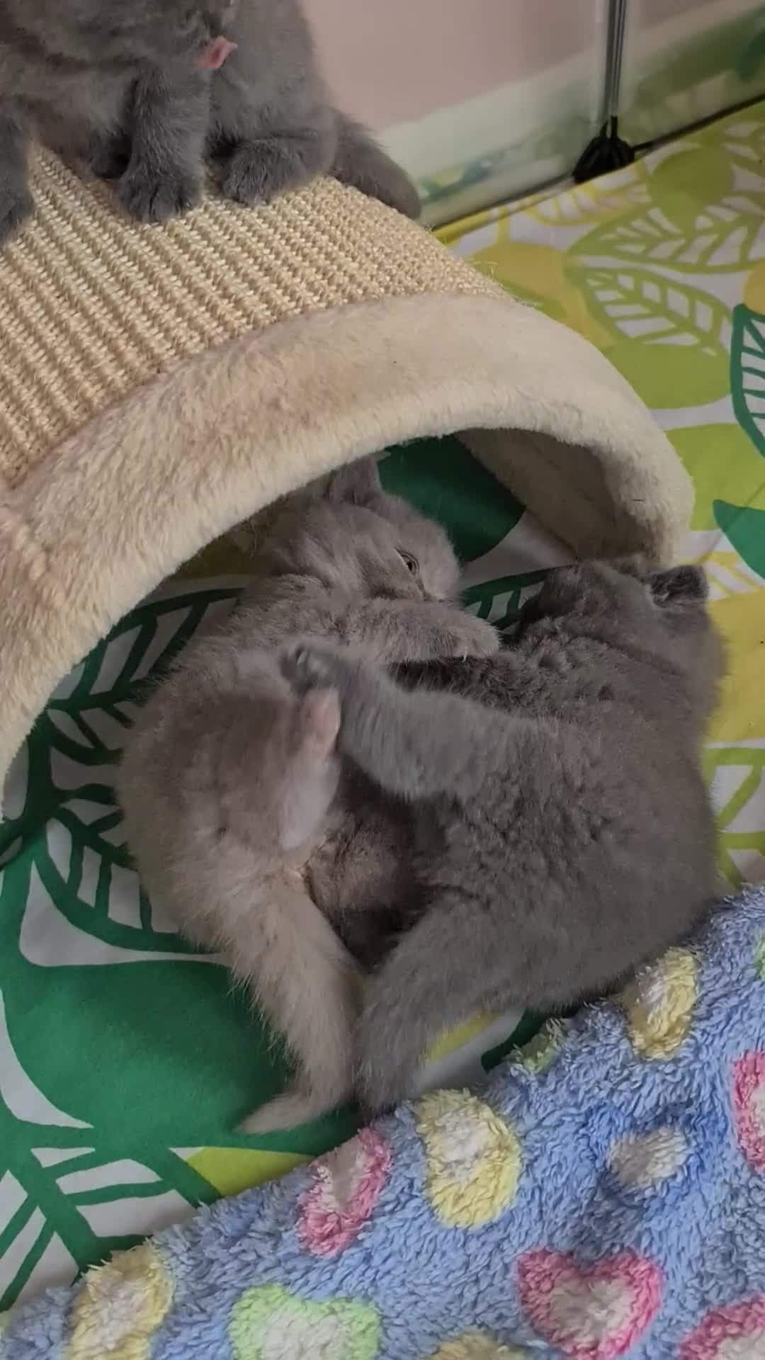 British Shorthair cats for sale: ⚜️British ShortHair Blue &Lilac kittens ⚜️GCCF ⚜️ - Video 1