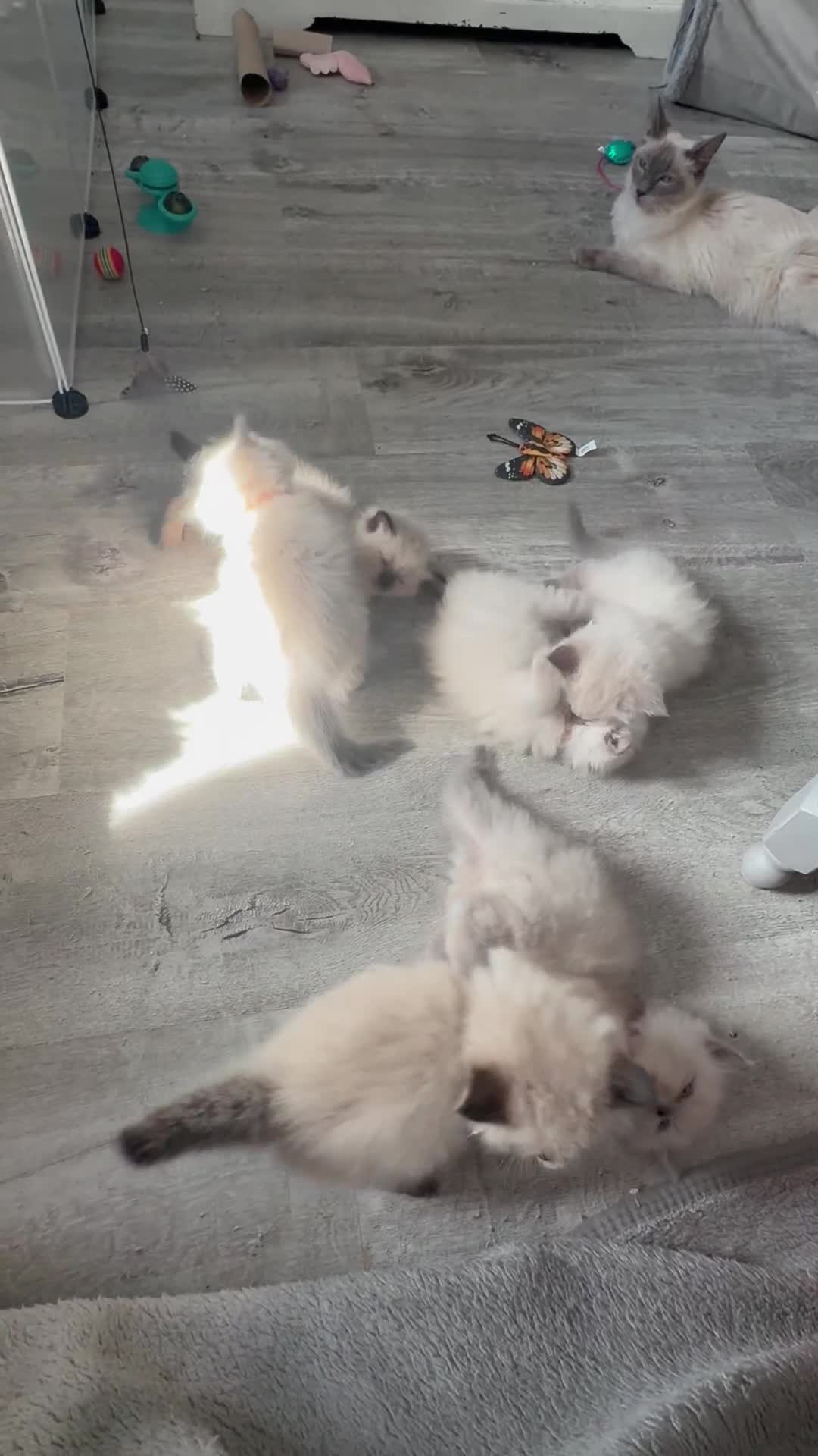 Ragdoll cats for sale: ❤️ fully vaccinated pure Ragdoll ready 25th August - Video 2