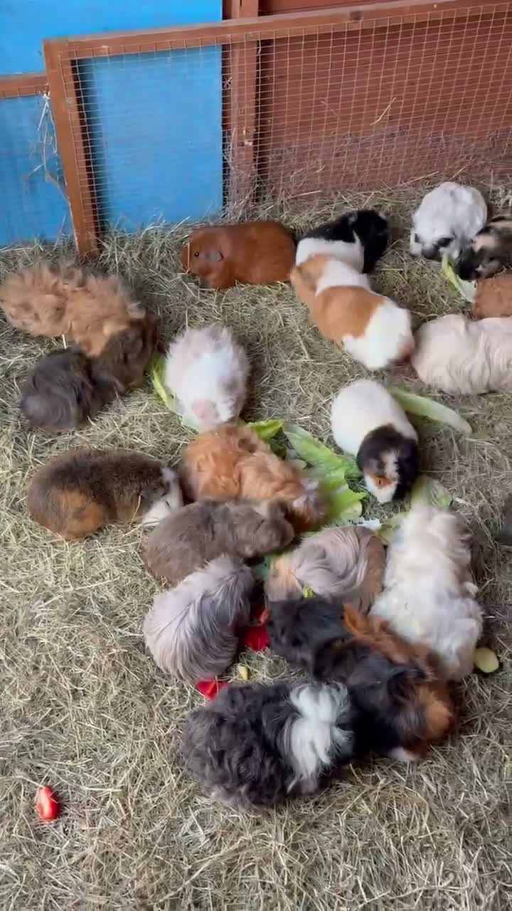 Guinea Pig rodents for sale: Female Guinea pigs  - Video 1