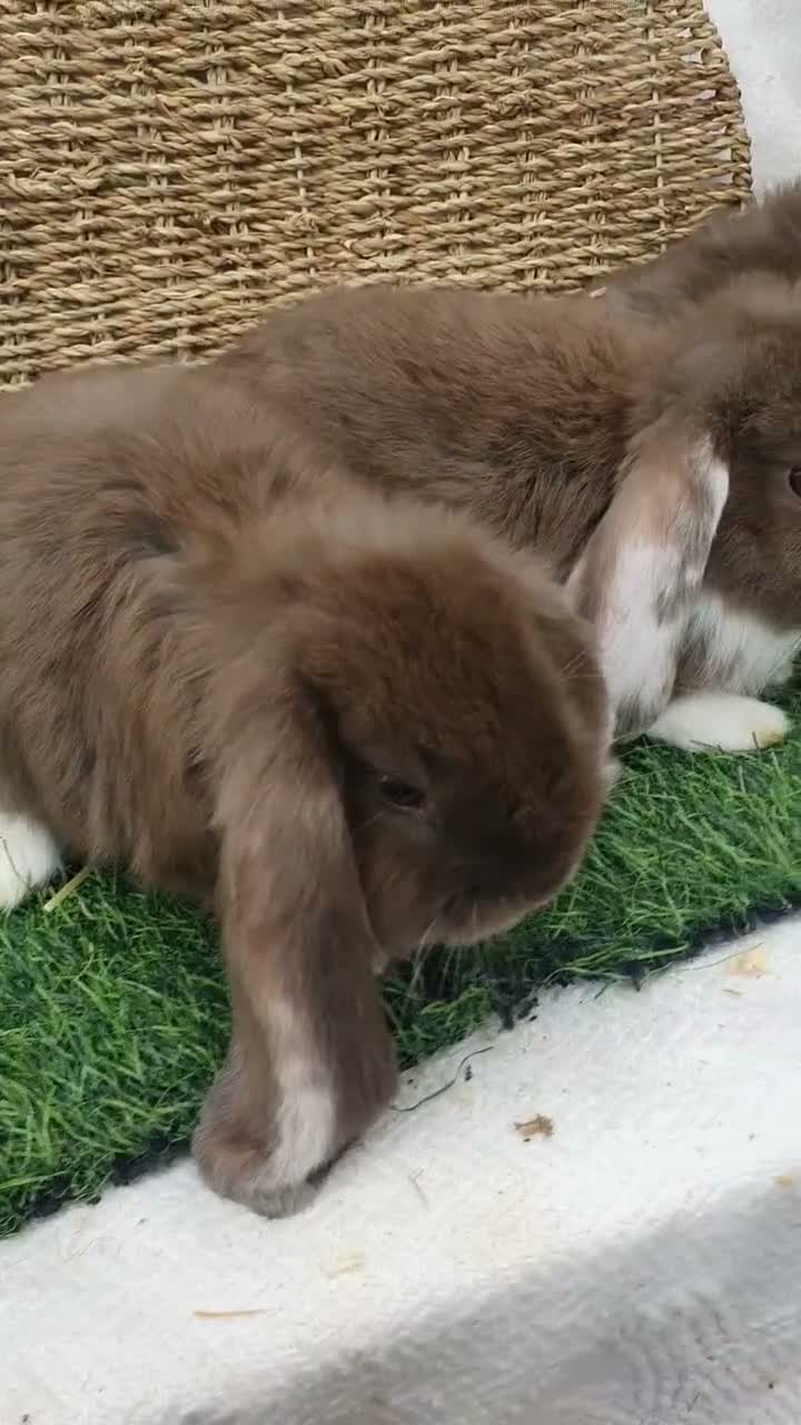 French Lop rabbits for sale: Giant French Lop babies - Video 1
