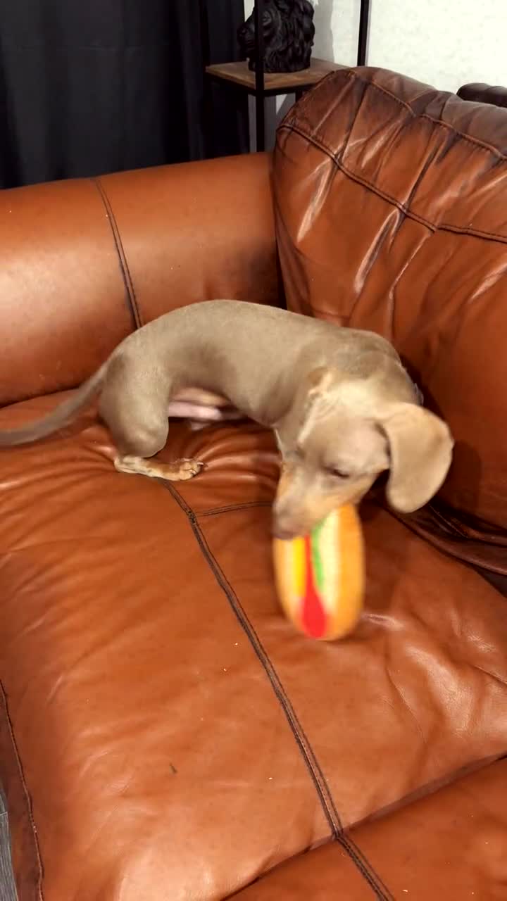 Miniature Dachshund dogs for sale: Stanley  - Video 1