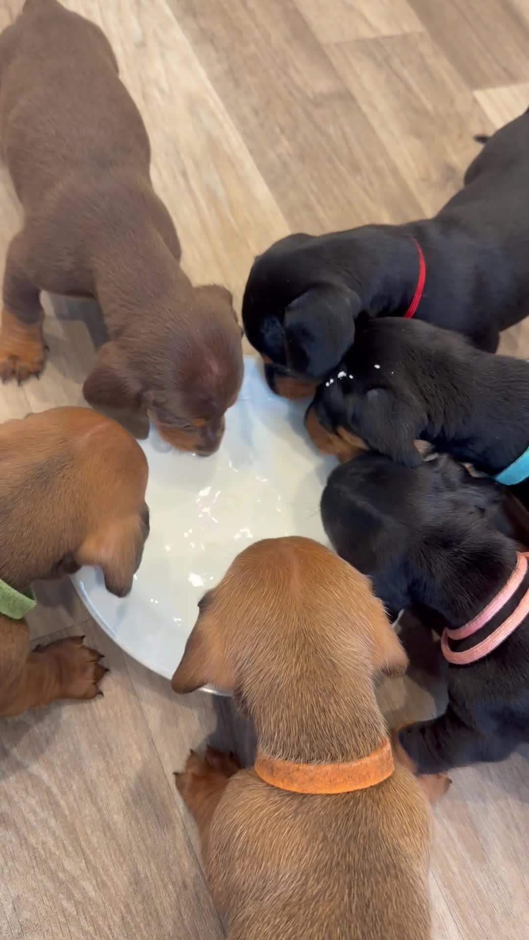 Dachshund dogs for sale: Standard Dachshunds Glasgow - Video 2