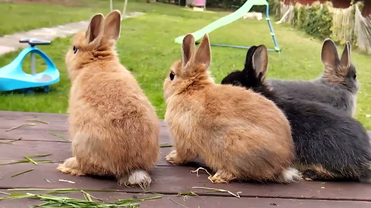 Netherland Dwarf rabbits for sale: Netherland dwarf 8wk, £50 each (CLEARANCE)  - Video 1