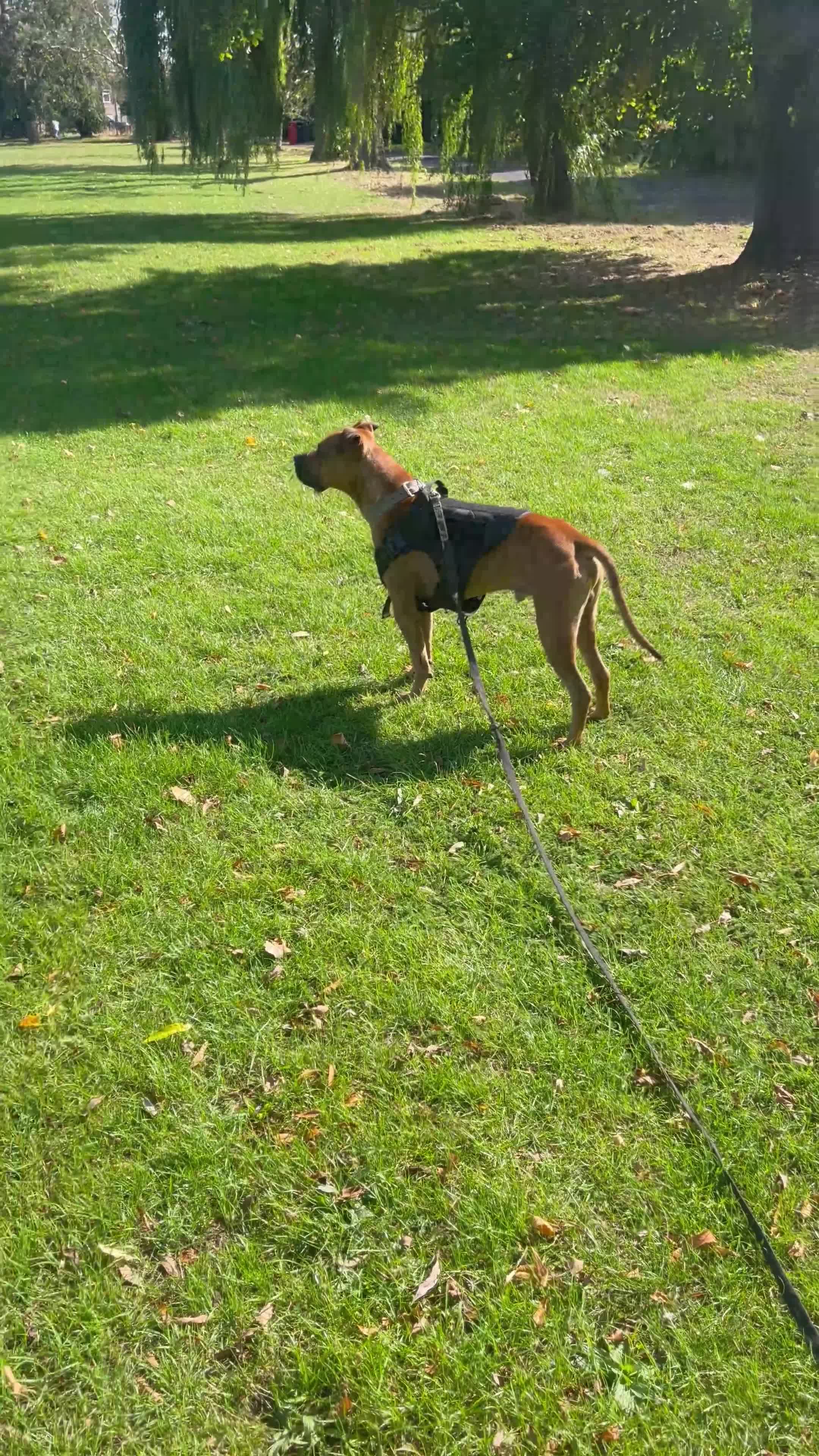 Mixed Breed dogs for sale: Jimmy Very loving staffy - Video 1