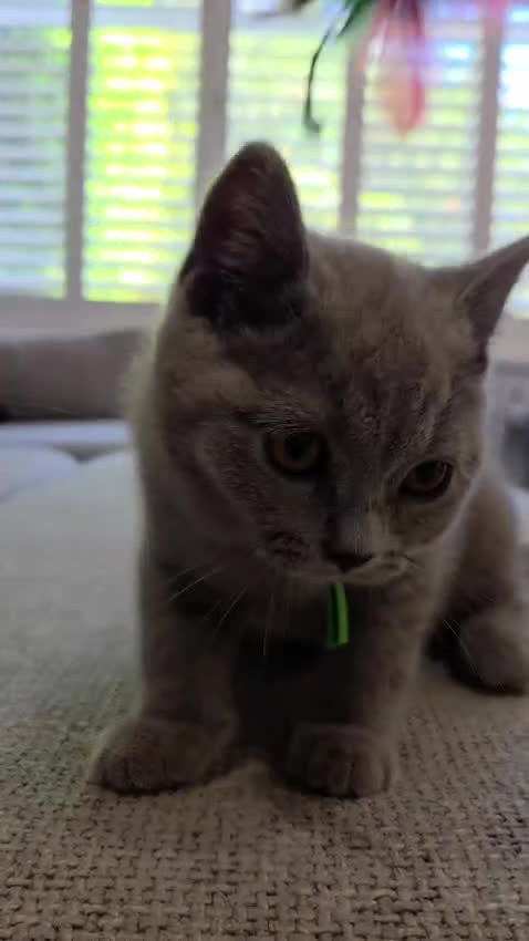 British Shorthair cats for sale: British Shorthair Kittens Teddy Bear chunky Teddys - Video 1