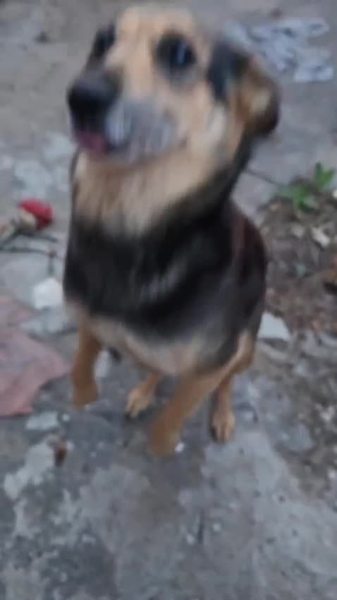 Mixed Breed dogs for adoption: ANNIE - a Superb Smart Girl, for a Loving Home - Video 4