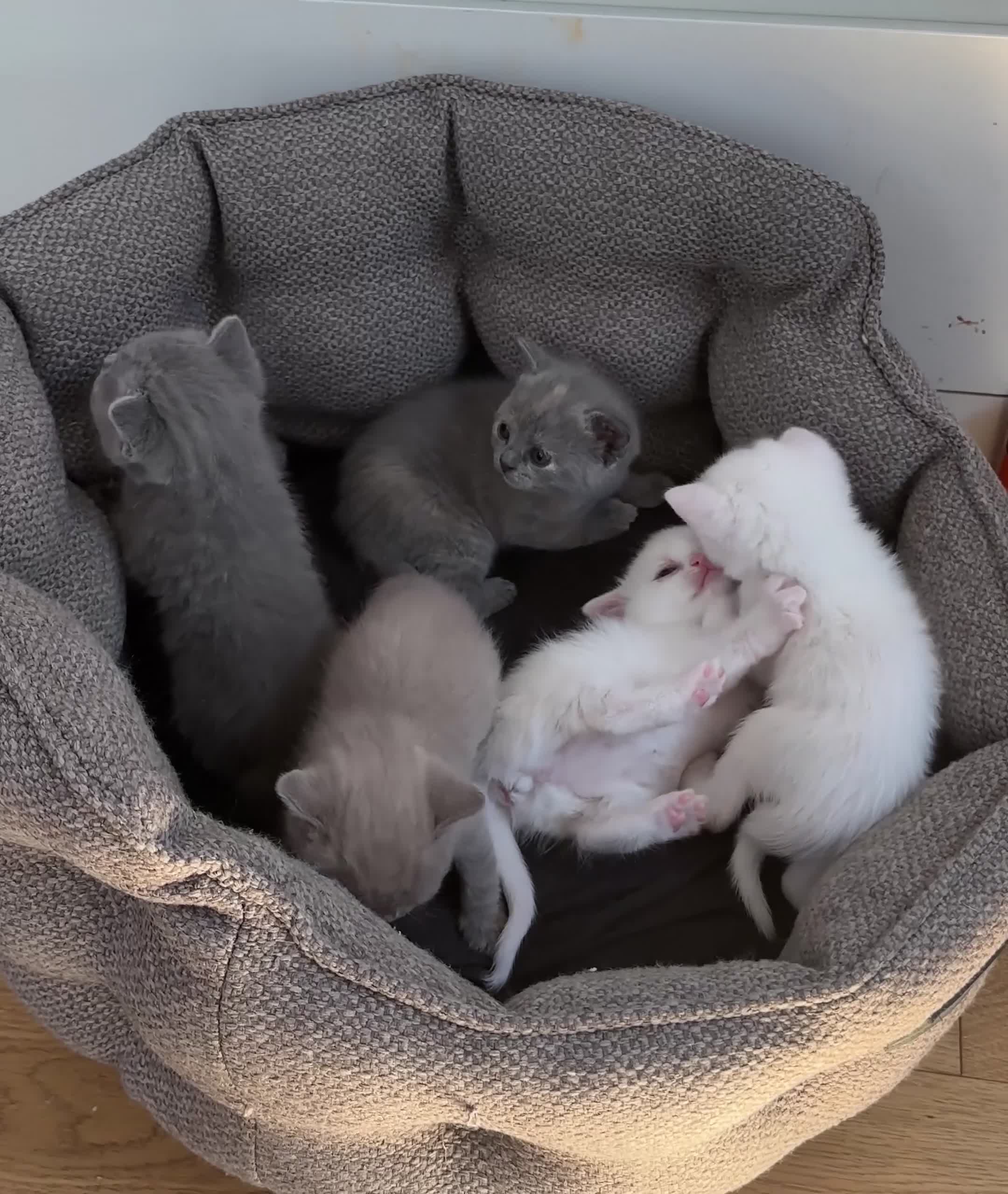 British Shorthair cats for sale: 5 British short hair kitten for sale  in Enfield - Video 1