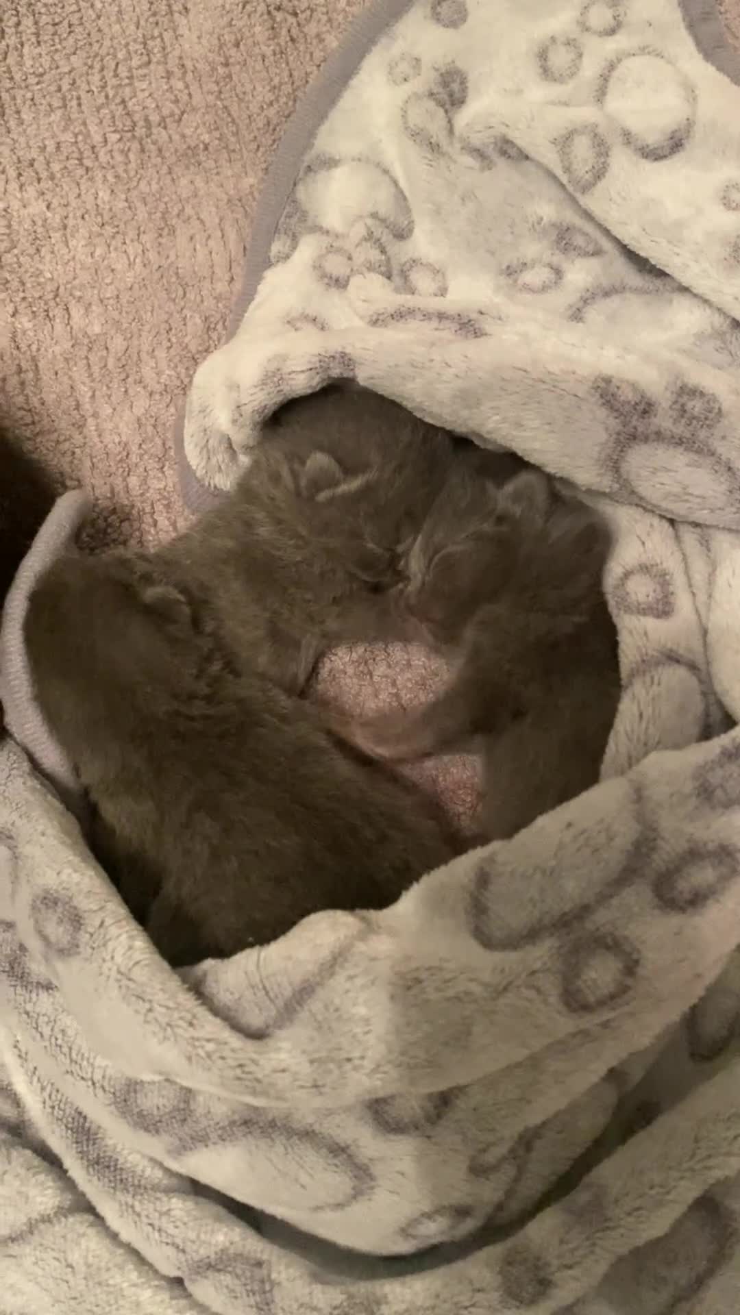 British Shorthair cats for sale: Gorgeous British Blue Boys - Video 1