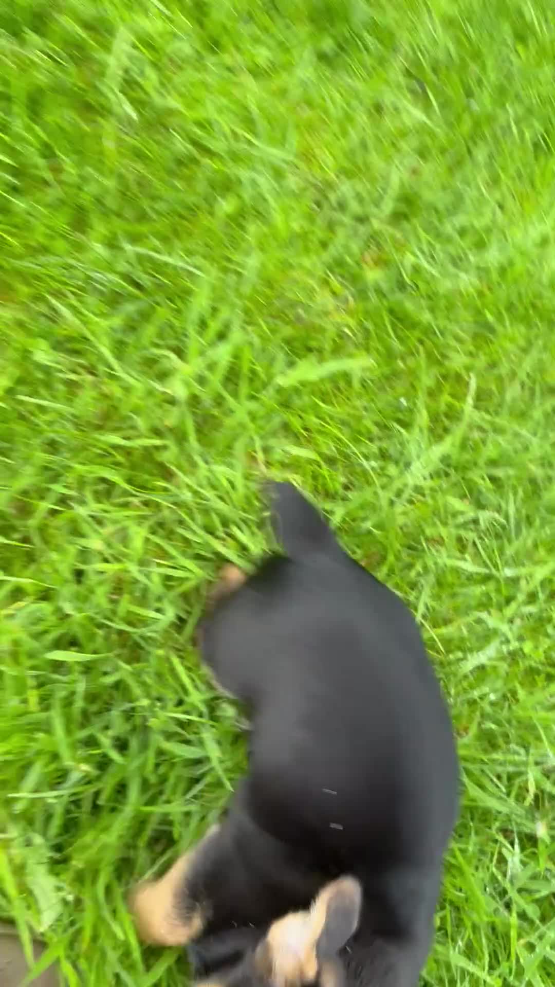 Jack Russell dogs for sale: Jack Russell puppies  - Video 1