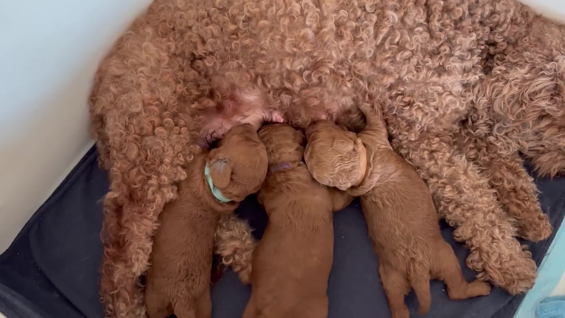 Miniature Poodle dogs for sale: Ready to Steal Your ❤️ Miniature Poodle Puppies - Video 1