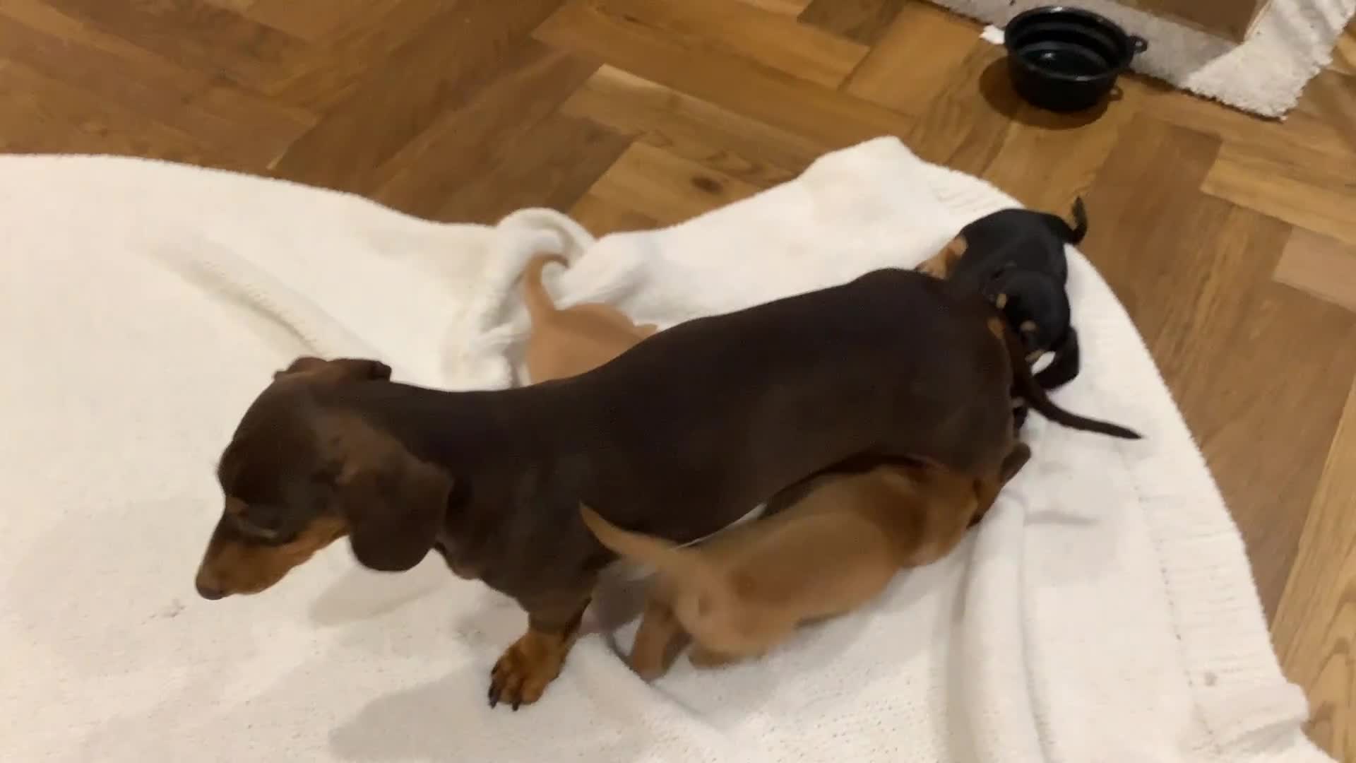 Miniature Dachshund dogs for sale: Miniature dachshund pups.KC REG& Council Licensed  - Video 1