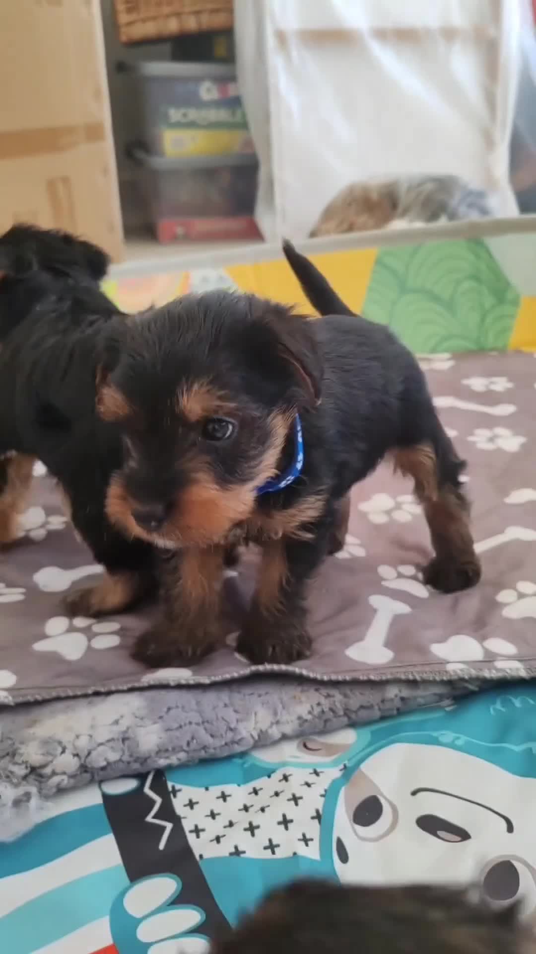 Yorkshire Terrier dogs for sale: Yorkshire terrier puppies  in Consett - Video 2