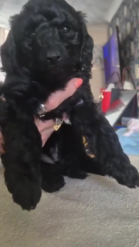 Sproodle dogs for sale: Beautiful Sproodles 1 black girl&1 chocolate boy - Video 1