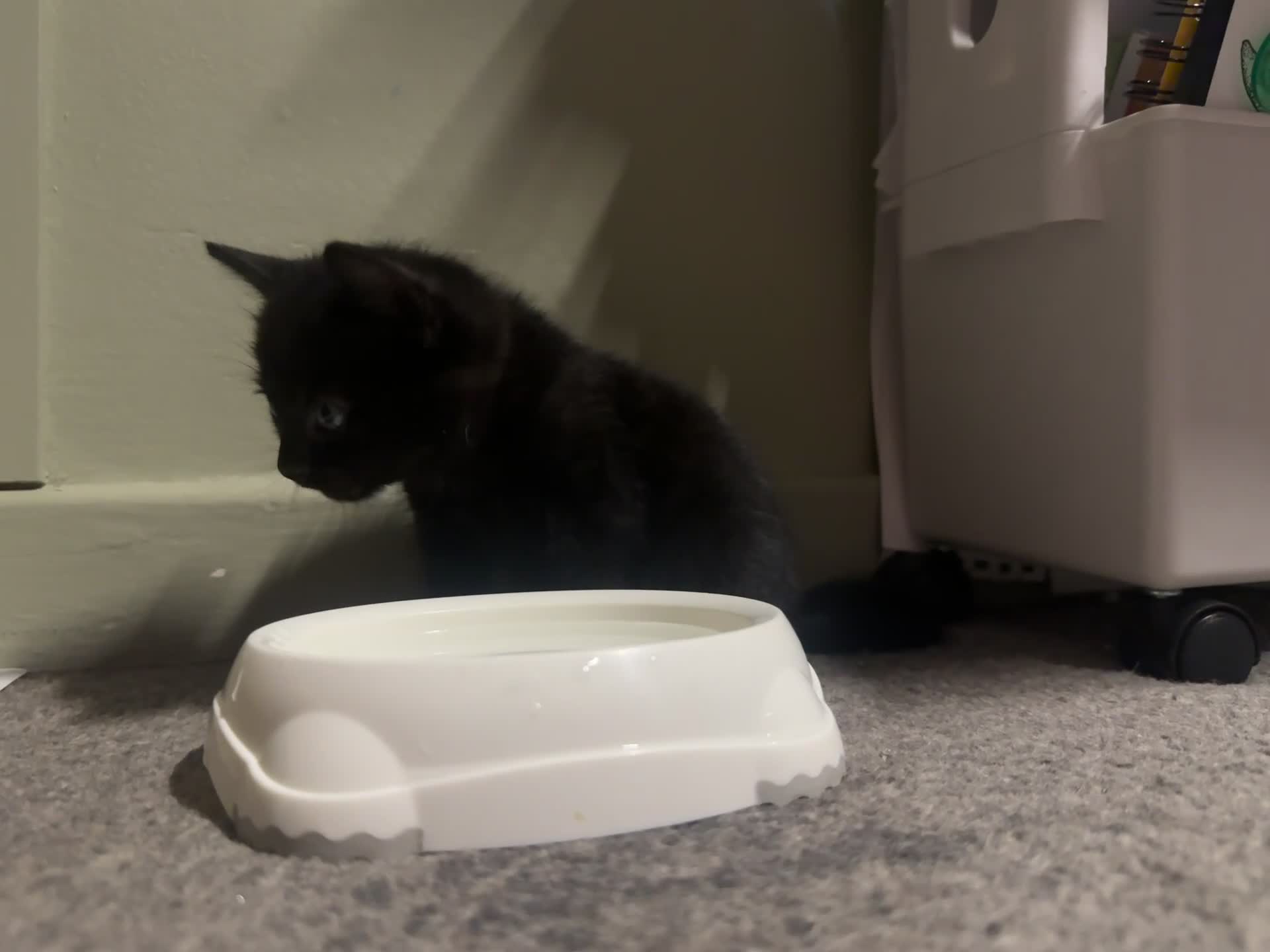 British Shorthair cats for sale: 5 beautiful boys for sale  - Video 1
